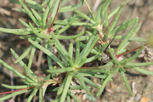 Phemeranthus calycinus (Engelm.) Kiger 3
