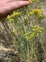 Chrysothamnus viscidiflorus