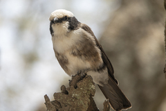 Eurocephalus ruppelli