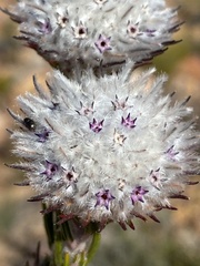 Phylica marlothii
