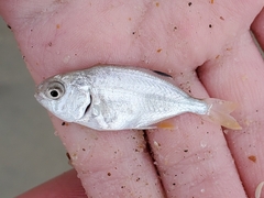 Trachinotus carolinus