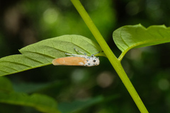 Bothrogonia ferruginea