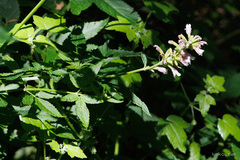 Cedronella canariensis