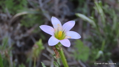Romulea minutiflora