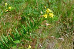Oenothera biennis