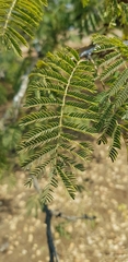 Albizia harveyi