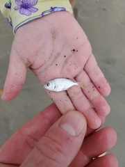Trachinotus carolinus
