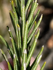 Phylica marlothii