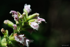 Cedronella canariensis