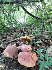 Xerocomus subtomentosus