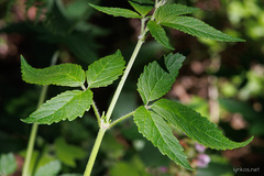 Cedronella canariensis