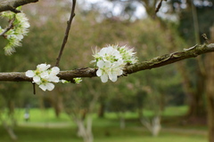 Prunus salicina