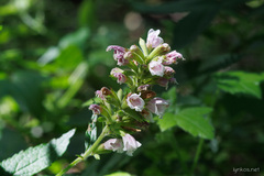 Cedronella canariensis