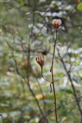 Lilium martagon pilosiusculum
