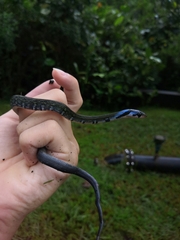 Coelognathus flavolineatus