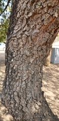 Albizia harveyi