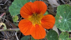 Tropaeolum majus
