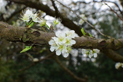 Prunus salicina
