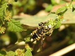 Anthidium florentinum