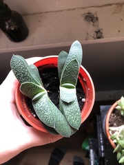 Gasteria