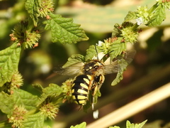 Anthidium florentinum