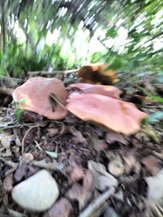 Xerocomus subtomentosus