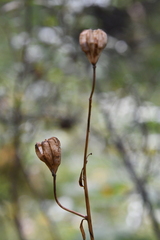 Lilium martagon pilosiusculum