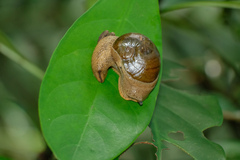 Megaustenia imperator