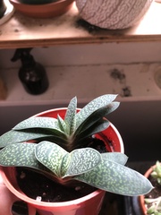 Gasteria