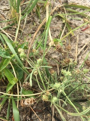 Plantago arenaria