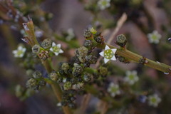 Thesium nigroperianthum
