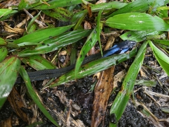 Coelognathus flavolineatus