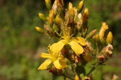 Hypericum hirsutum