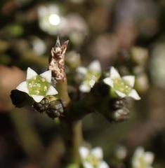 Thesium nigroperianthum