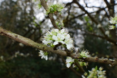 Prunus salicina