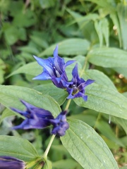 Gentiana asclepiadea