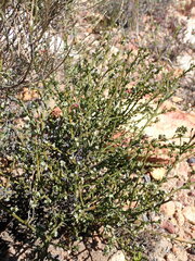 Thesium nigroperianthum