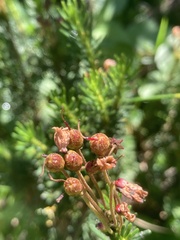 Phyllodoce empetriformis