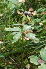 Paris verticillata