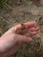 Plantago arenaria