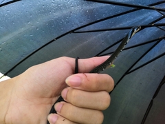 Coelognathus flavolineatus