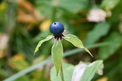 Paris verticillata