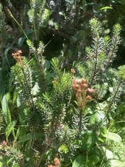 Phyllodoce empetriformis