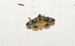 Syngrapha octoscripta