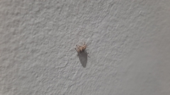 Pseudocneorhinus bifasciatus