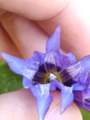 Gentiana asclepiadea