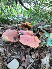 Xerocomus subtomentosus