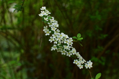 Spiraea prunifolia