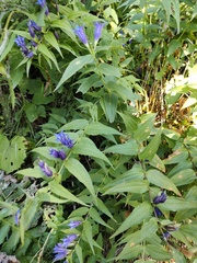 Gentiana asclepiadea