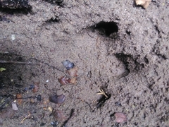 Tapirus terrestris